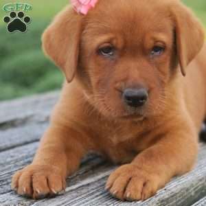 Montana, Fox Red Labrador Retriever Puppy
